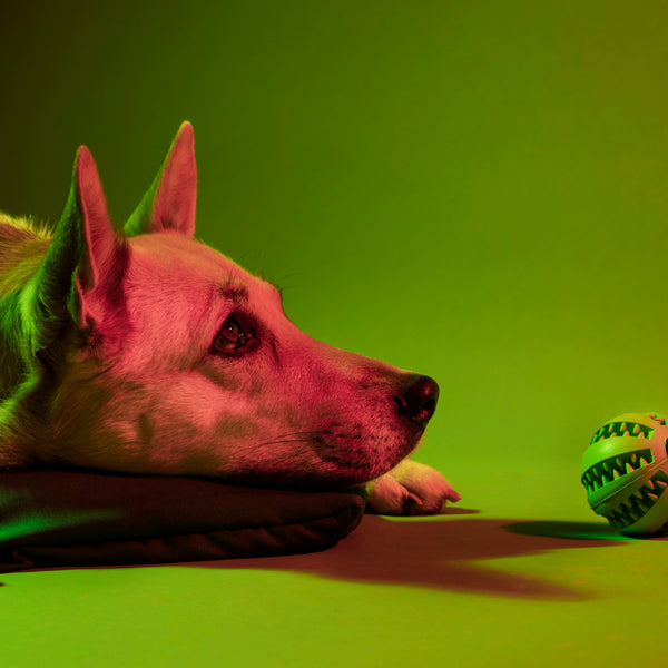 Pet Wellness & Anxiety
